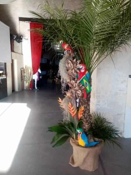 Palmiers des Canaries et oiseaux perroquets en location.