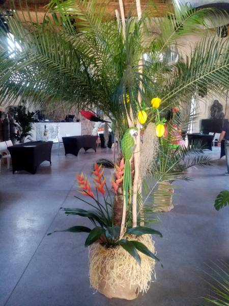 Les héliconia et les orchidées en location.