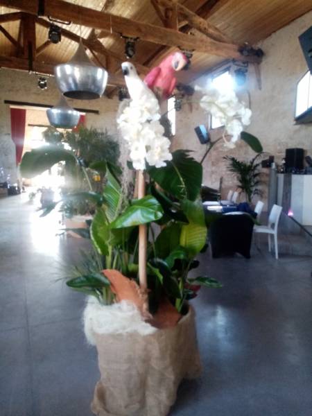 Strelitzia oiseaux de paradis en location.