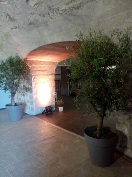 De beaux oliviers en arbres pronent à l'entrée et accueillent les invités au Palais des Papes.