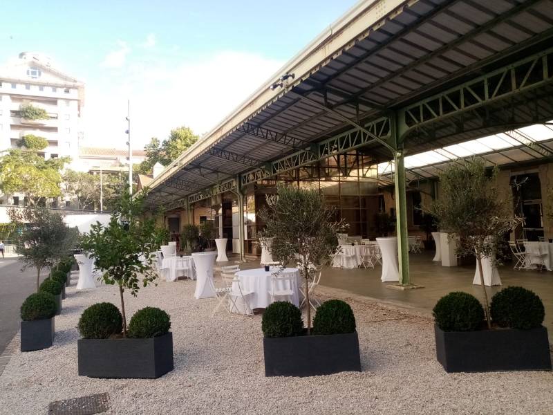 Buis, oliviers, citronniers en location.