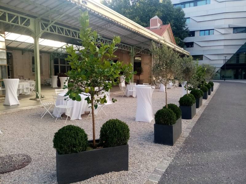 Les citronniers en location ont un vert clair, les oliviers ont un vert sombre.