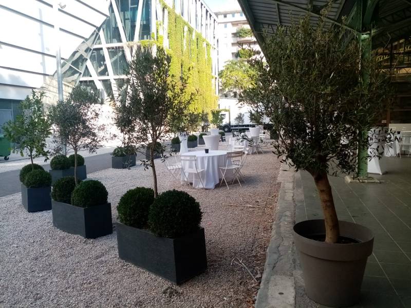 Location d'oliviers de 2 mètres en gros pots.