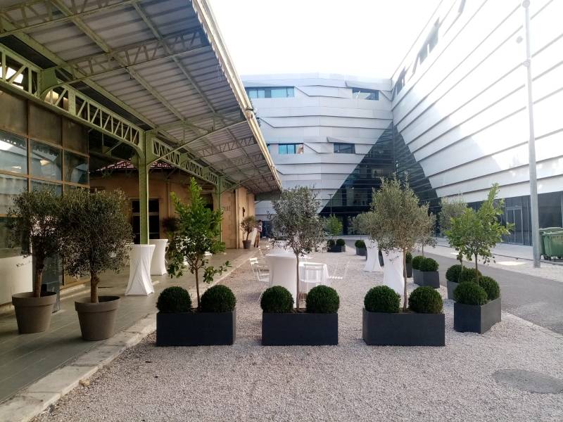 Location de plantes Clorofil events