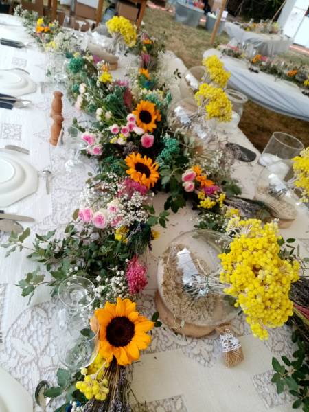 Les hélycrisum jaune sont éclatants.