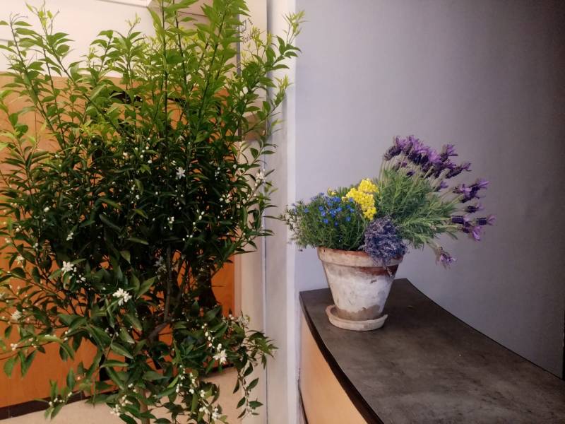 Des potées fleuries sont posées sur les lieux d'accueils