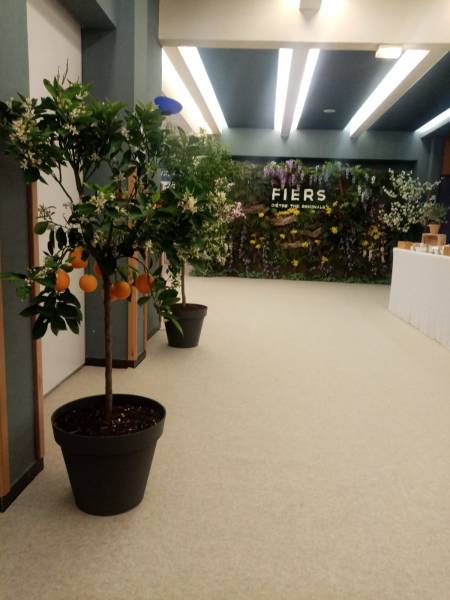 L'oranger en location est dans le thème méditerranéen.