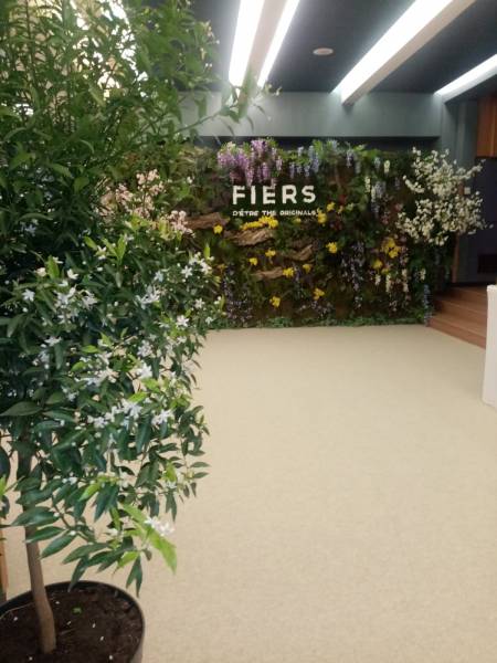 Location d'agrumes mandarinier en fleurs