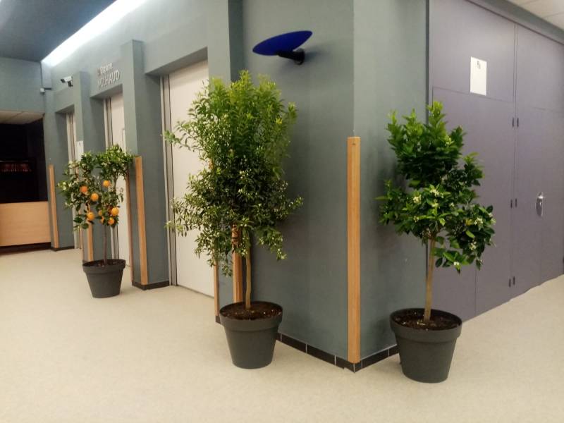 Les agrumes en locations décorent vos espaces de congrès.