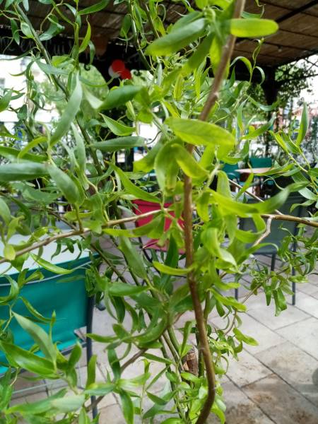 Le choix des saules tortueux est prisé pour la vitesse de résultat en très peu de temps.