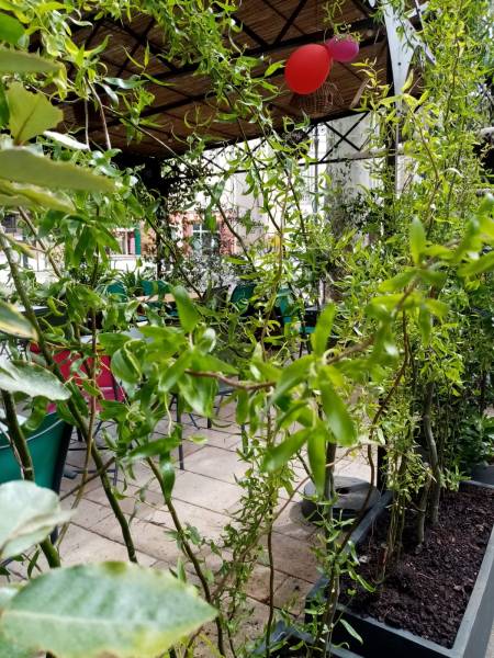 Clorofil events séclectionne les plus belles plantes à la vente pour vos terrasses de restaurants.