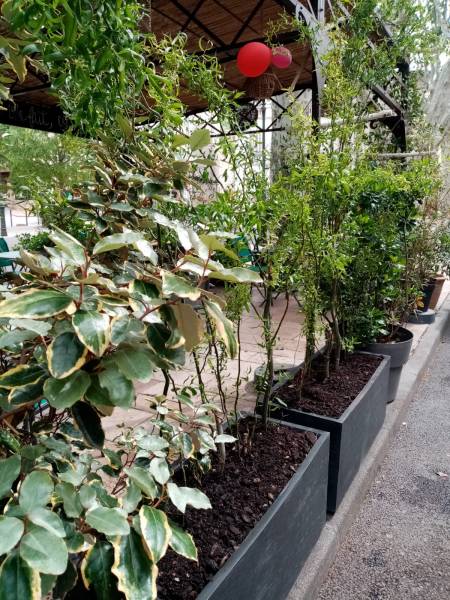 Des nouvelles jardinières ont été installées avec des saules tortueux salix matsudana tortuosa pour former rapidement des écrans grâce à leur croissance très rapide.