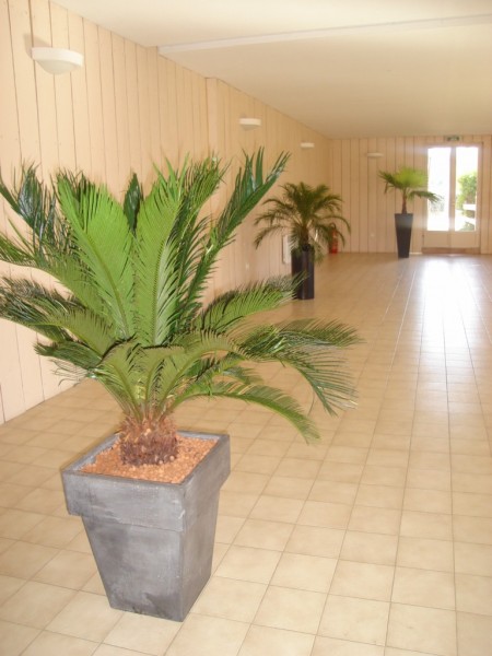 LOCATION DE PLANTES EVENEMENTS  PACA MARSEILLE VAUCLUSES ALPES DE HAUTES PROVENCE VAR