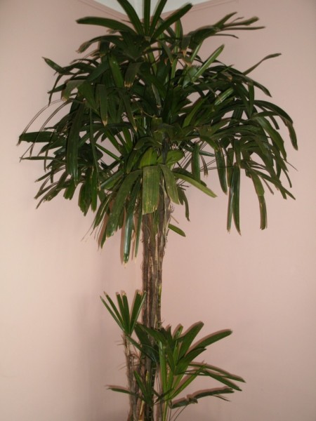 LOCATION DE PLANTES EVENEMENTS  PACA MARSEILLE VAUCLUSES ALPES DE HAUTES PROVENCE VAR