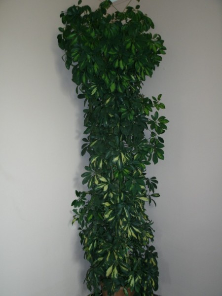 LOCATION DE PLANTES EVENEMENTS  PACA MARSEILLE VAUCLUSES ALPES DE HAUTES PROVENCE VAR