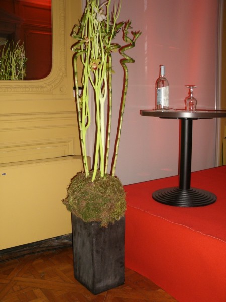 Location de création florale et plante en pot pour conférence, salon, exposition en Avignon