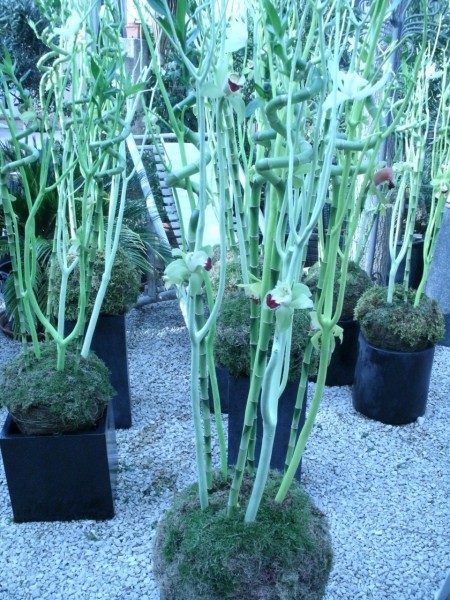 Location de création florale et plante en pot pour conférence, salon, exposition en Avignon