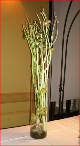 Location de création florale et plante en pot pour conférence, salon, exposition en Avignon