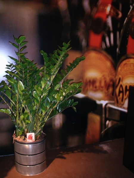 Location de décoration florale et de plantes pour stand festival Iles des Embiez Cassis St Tropez