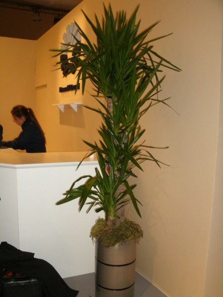 Location de décoration florale et de plantes pour stand festival Iles des Embiez Cassis St Tropez