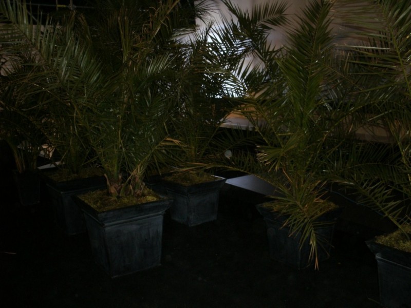 Location de décoration florale et de plantes pour stand festival Iles des Embiez Cassis St Tropez