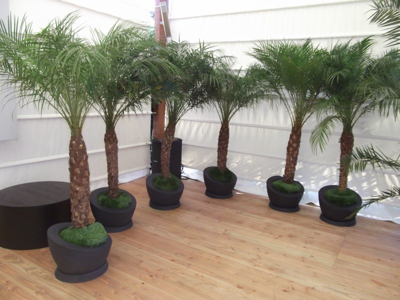 location de murs de végétaux éphémères pour salon exposition Ile des Embiez Six Fours