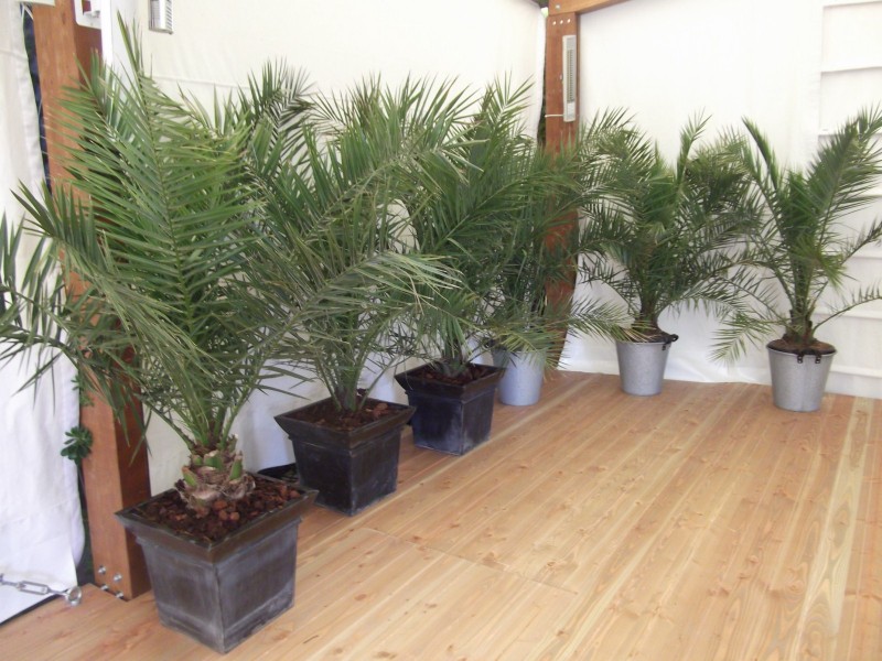 location de murs de végétaux éphémères pour salon exposition Ile des Embiez Six Fours