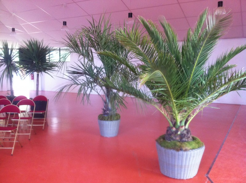 location de plantes et bacs décoratifs  pour évènements, salons, seminaire, soirées, gala, aix en provence marseille avignon et  PACA