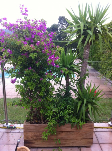 4 ou 5 plantes de diverses grandeurs ornent les bacs en bois.