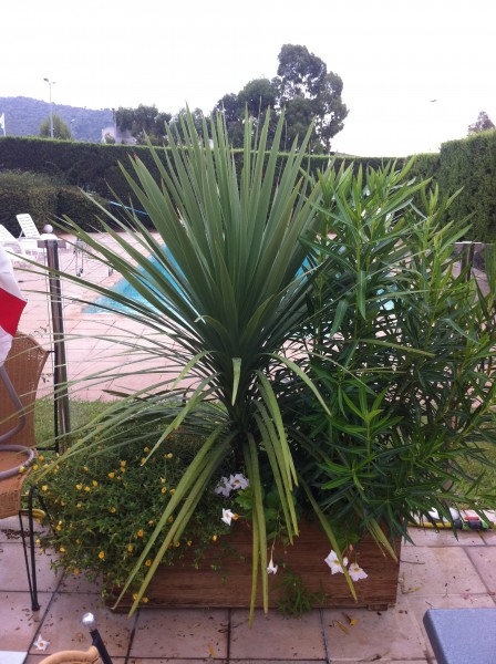 Le joli draceana indivisa ou cordyline prone dans ce bac en bois.