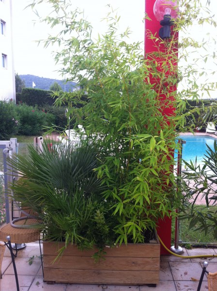 Le bambou apporte de la légéreté aux masses de verdures.