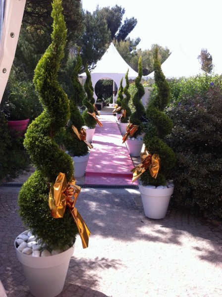A Saint Aygulf, une allée nuptiale composée de plantes (buis boules et coniques, cyprès spirales, oliviers boule sur troncs,...) forme une haie d'honneur grandiose.